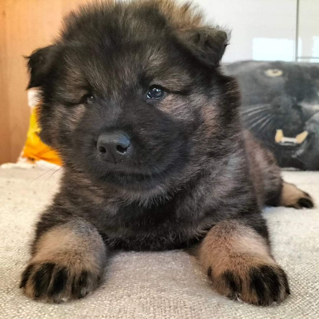 chiot Eurasier Des Ombres De La Rose