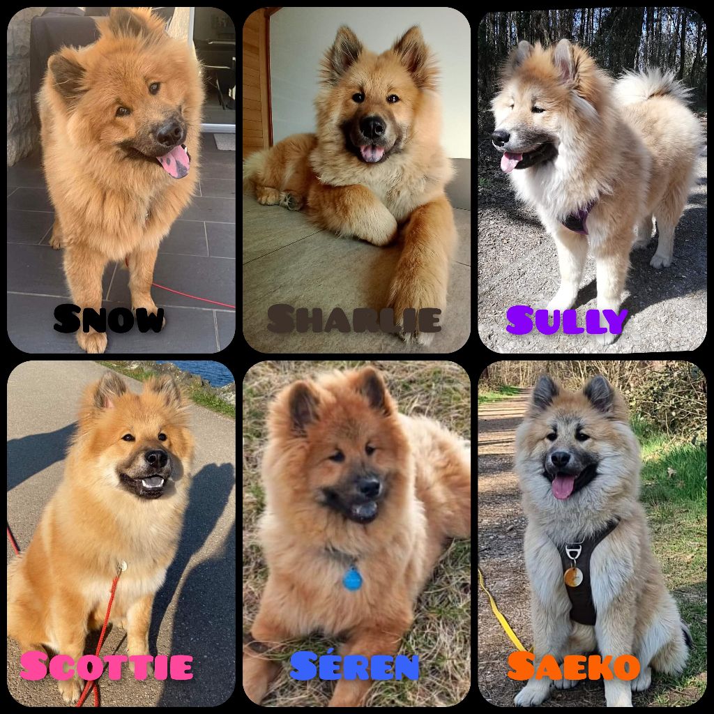 chiot Eurasier Des Ombres De La Rose