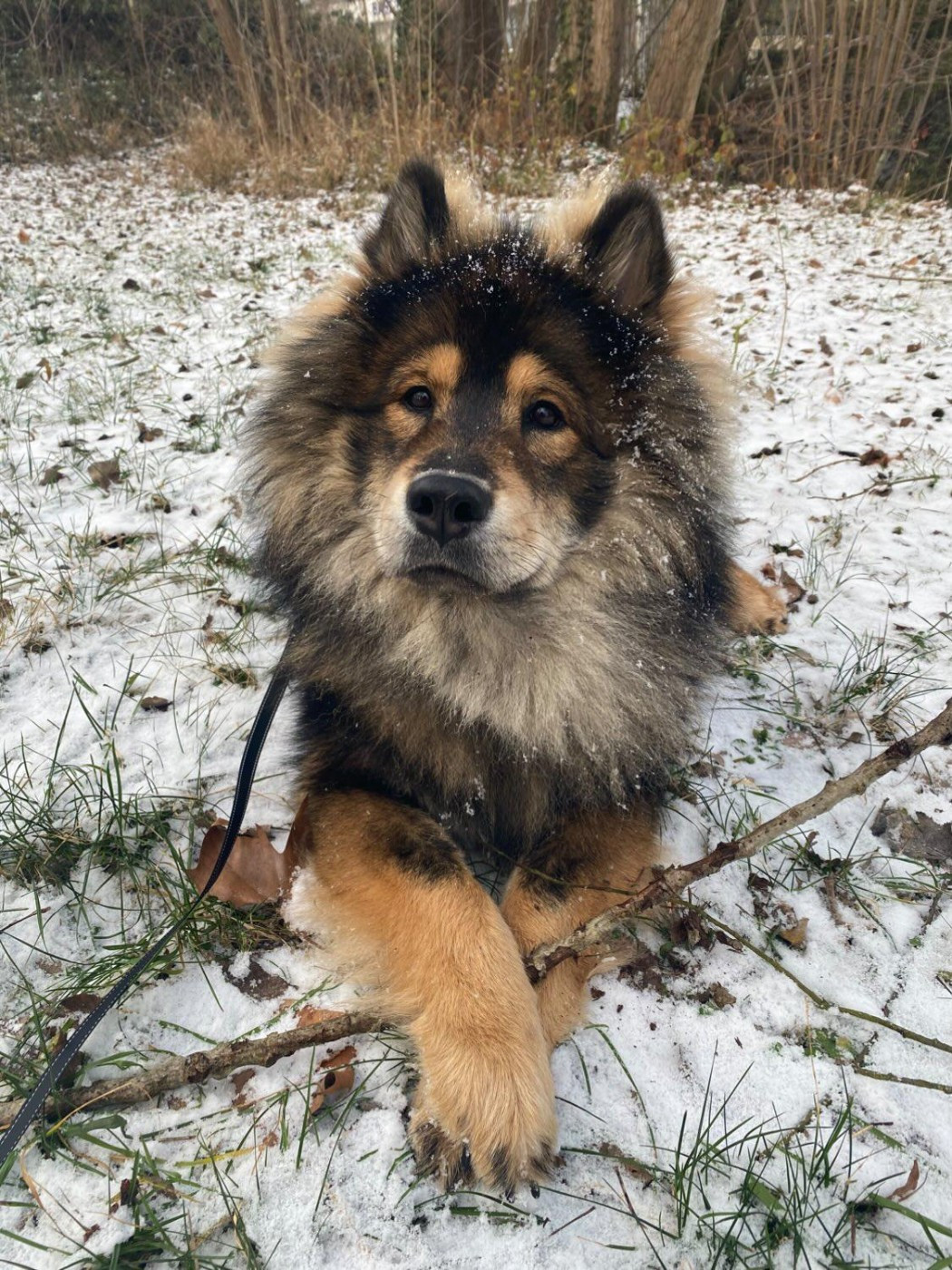 Des Ombres De La Rose - Eurasier - Portée née le 31/01/2025
